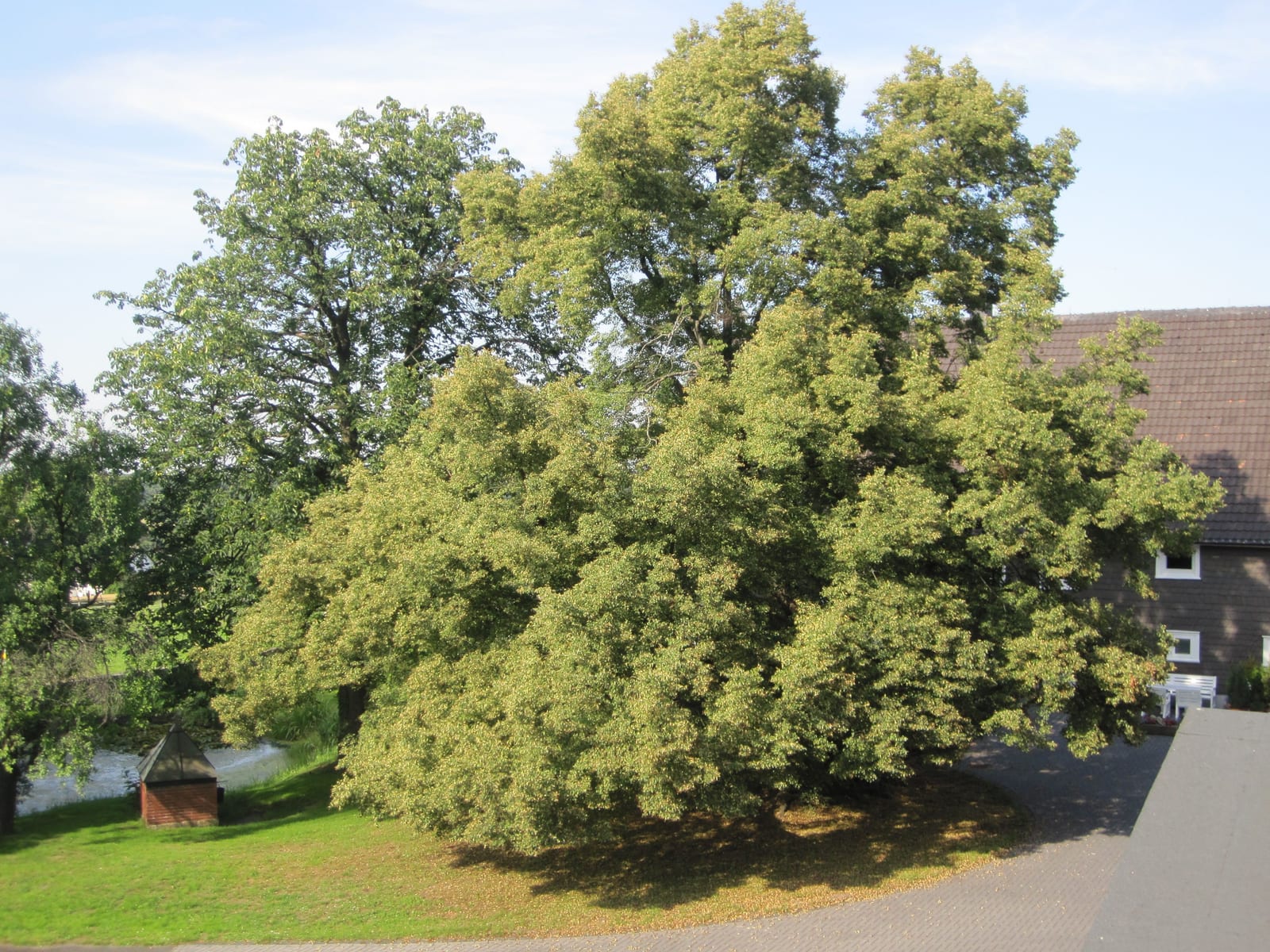 haarmannshof-eindrucksvoller-baum-bochum-stiepel